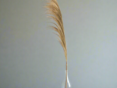 45  Dried Natural Pampas Stem Supply