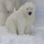 Polar Bear Sitting 61 L Online Hot Sale